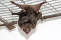 Common vampire bat Royalty Free Stock Photo