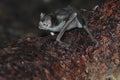 Common vampire bat