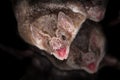 Common vampire bats (Desmodus rotundus) Royalty Free Stock Photo