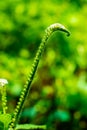 Common veld heliotrope or Boraginaceae wild green plant