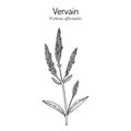 Common vervain Verbena officinalis , medicinal and ornamental plant.