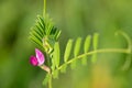 Common vetch (vicia sativa) flower Royalty Free Stock Photo