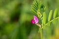 Common vetch (vicia sativa) flower Royalty Free Stock Photo