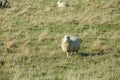 Common view in the New Zealand - hills covered by green grass with sheep