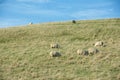 Common view in the New Zealand - hills covered by green grass with sheep Royalty Free Stock Photo