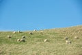 Common view in the New Zealand - hills covered by green grass with sheep Royalty Free Stock Photo