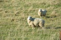 Common view in the New Zealand - hills covered by green grass with sheep Royalty Free Stock Photo