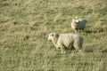 Common view in the New Zealand - hills covered by green grass with sheep Royalty Free Stock Photo