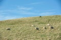 Common view in the New Zealand - hills covered by green grass with sheep Royalty Free Stock Photo