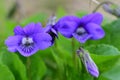 Common violets viola odorata