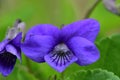 Common violets viola odorata