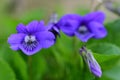 Common violets viola odorata