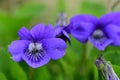 Common violets viola odorata