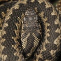 Common viper