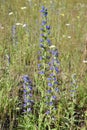 Common Viper\'s Bugloss (Echium vulgare) in bloom at Springwater Royalty Free Stock Photo