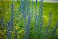 The common viper\'s bugloss (Echium vulgare) on a wildflower meadow Royalty Free Stock Photo