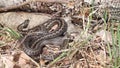 Common vipers basking