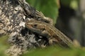 Common or Viviparous Lizard Royalty Free Stock Photo