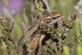 Common or Viviparous Lizard Royalty Free Stock Photo