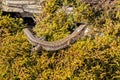 Common or viviparous lizard - Zootoca vivipara