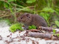 Common Vole (Microtus arvalis) Royalty Free Stock Photo