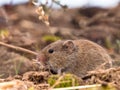 Common Vole (Microtus arvalis) in a Field Royalty Free Stock Photo