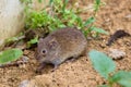 The common vole (Microtus arvalis) in a natural habitat Royalty Free Stock Photo