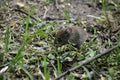 A common vole (microtus arvalis) stands on a ground and eats seed Royalty Free Stock Photo