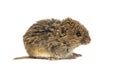 Common Vole on white Royalty Free Stock Photo
