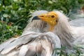 Common vulture Neophron percnopterus