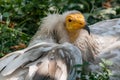 Common vulture Neophron percnopterus