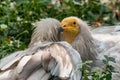 Common vulture Neophron percnopterus