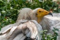 Common vulture Neophron percnopterus