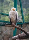 The common vulture sits on the bough of a tree in a zoo