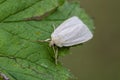 Common Wainscot on leaf