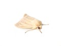 Pale moth Common wainscot Mythimna pallens