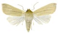 Common Wainscot on white Background