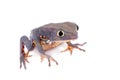 Common walking leaf frog isolated on white background