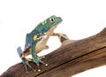 Common walking leaf frog isolated on white background Royalty Free Stock Photo