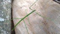 The common walking stick or northern walking stick is a species of phasmid Royalty Free Stock Photo