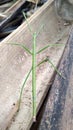 The common walking stick or northern walking stick is a species of phasmid Royalty Free Stock Photo