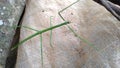 The common walking stick or northern walking stick is a species of phasmid. Royalty Free Stock Photo