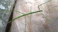 The common walking stick or northern walking stick is a species of phasmid. Royalty Free Stock Photo