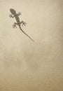 Common wall gecko walking over old paper background Royalty Free Stock Photo