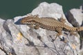 Common wall lizard Royalty Free Stock Photo