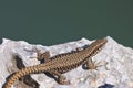 Common wall lizard Royalty Free Stock Photo