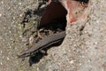 Common Wall Lizard Royalty Free Stock Photo