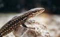 Common wall lizard basking on hot rock, close up. Royalty Free Stock Photo