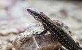 Common wall lizard basking on hot rocks. Royalty Free Stock Photo