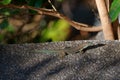 Common wall lizard basking on stone floor